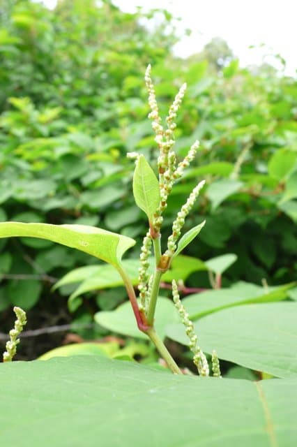 Japanese knotweed plant
