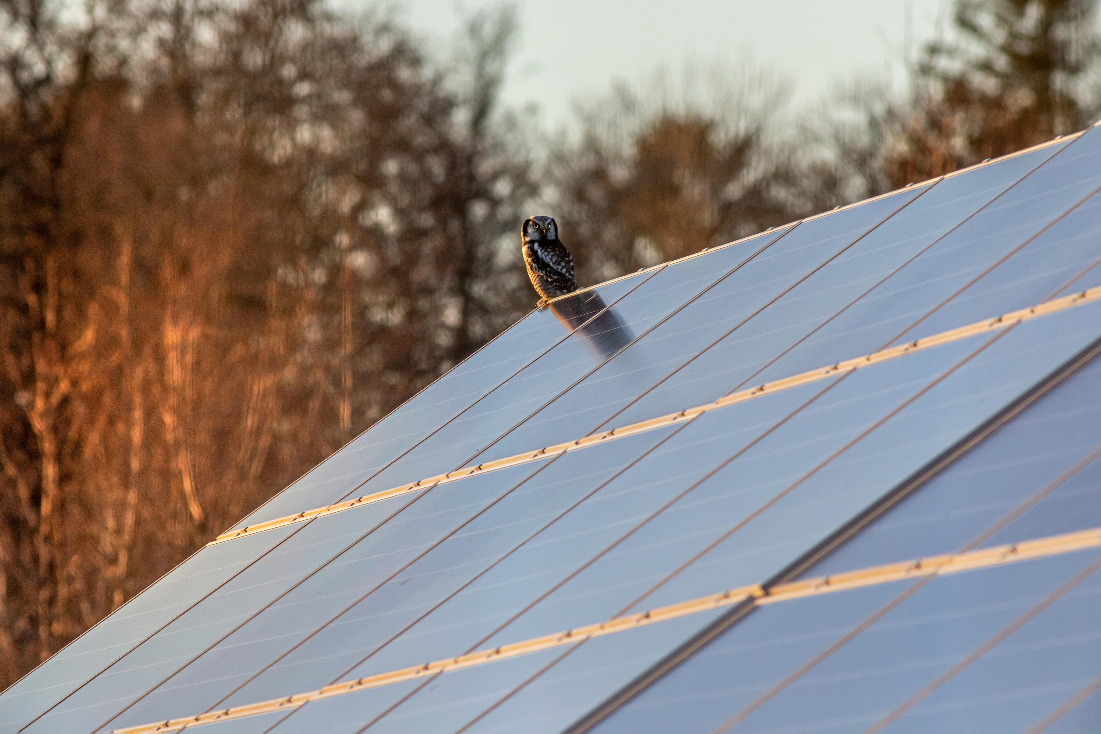 Solar panels with an owl perched on top — representing data intelligence
